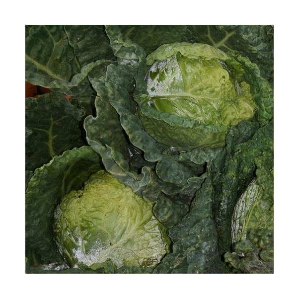 col salarite (PVP/Unitat) col salarite (PVP/Unitat) marketplace deltebre