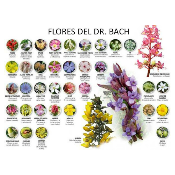 IMG_20190224_212635_353 teràpia floral dr bach marketplace deltebre